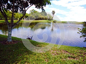 Swan and ducks on landscaping water lake image background