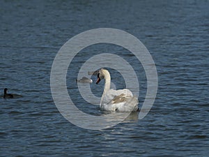 A swan with ducks in Thuringia on a lake