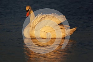 Swan in the early evening sunlight