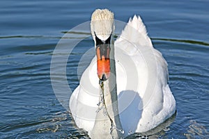 Swan eating water weed