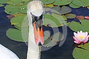 Swan eating water weed on a lake