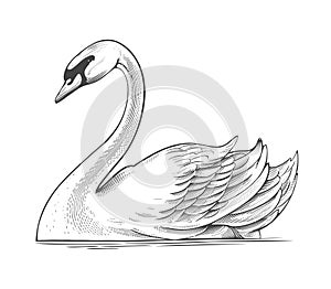 Swan in engraving style