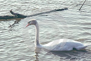 Swan is enjoying the sun, Dunav River, Belgrade, Serbia