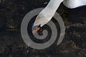 swan evening swim in dark river