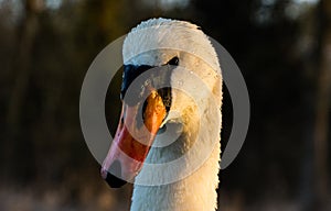 Swan face in a defused background