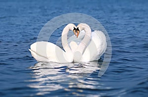 Labuť pokles zamilovaný vtáctvo bozk dve zviera srdce tvar 