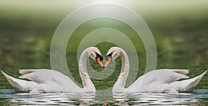 Swan Fall in Love, Birds Couple Kiss, Two Animal Heart Shape