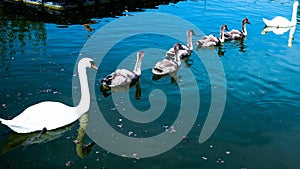 Swan familie on danube river photo