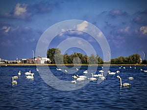 Swan families on the Neptun water lily lake