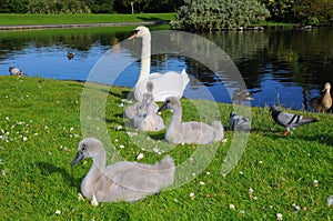 Swan family