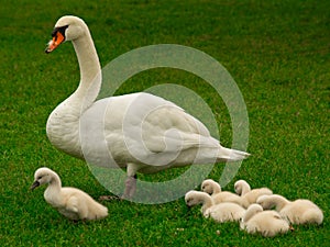 Cisne familia 