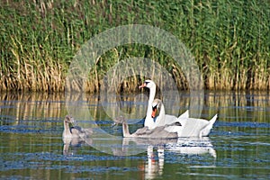 Swan family