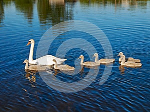 Swan family