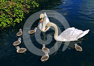 Swan family