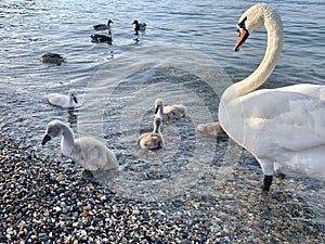 Swan Family