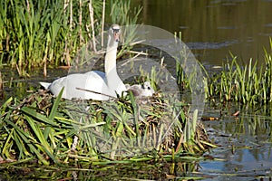 Swan family