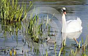 Swan family