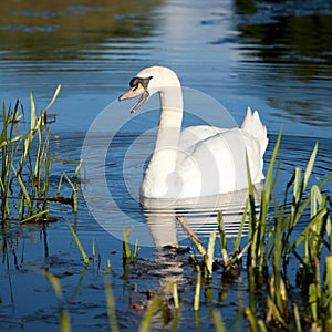 Swan family