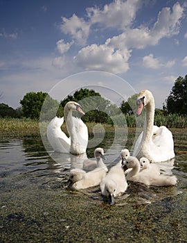 Swan family