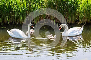 Swan family with baby chicks children kids swans.