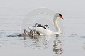 Swan family