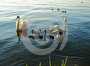 Swan family evening.