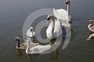 Swan family floating on the water