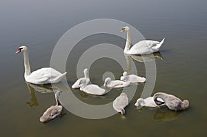 Swan family floating on the water