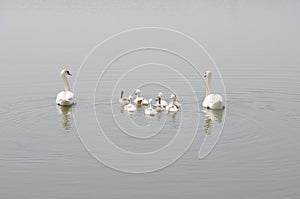 Swan family floating on the water