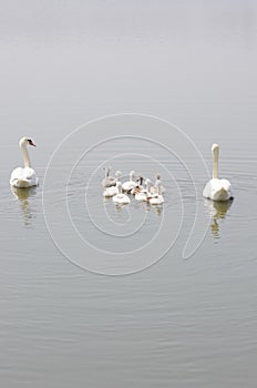 Swan family floating on the water