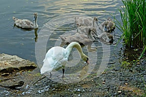 Swan family foraging for food on the border of a lake