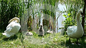 Swan family is freshening up. Parent swans and cygnets are caring for their plumage