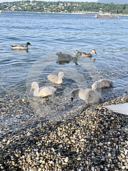 Swan Family in Geneva, Switzerland