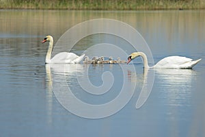 Swan family on the lake