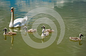 Swan family on the lake. Little swans with their mother