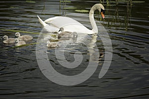 Swan Family in Lake Lituania photo