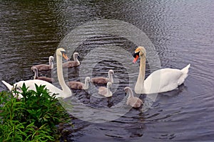 Swan family in the lake, Norfolk, United Kingdom