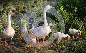 Swan family