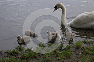 Swan family from nest to brooding to chicks