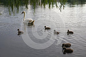 Cigno famiglia nido sul teso sul cuccioli 