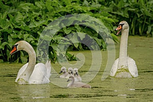 Swan Family in New Paltz, NY