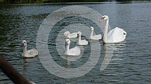 Swan Family in a peacful lake photo