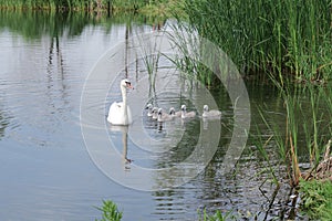 Swan family on the pond