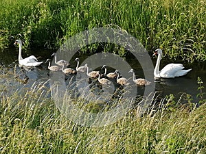 Swan family on the river