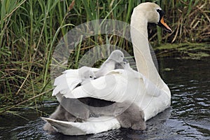 Swan family on the river