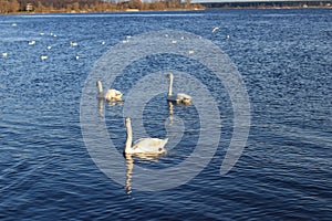 Swan family in the river Daugava