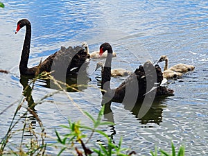 A swan family swiimming in a lake