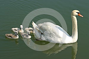 Swan family swiming with mother swan