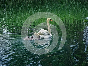 Swan family swimming in bally park schoenenwerd