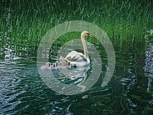 Swan family swimming in bally park schoenenwerd photo